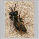 Diodontus minutus - Grabwespe 01 4-5mm Paarung.jpg